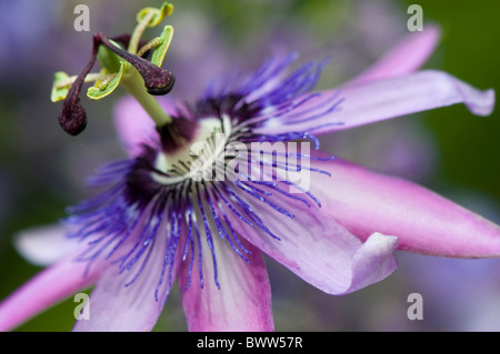 Passiflora Amethyst - Passionsblume x Lavendel Lady Stockfoto