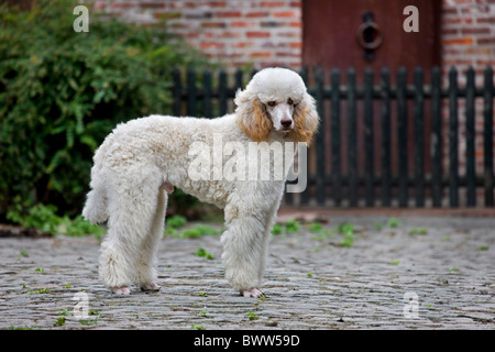 Pudel (Canis Lupus Familiaris) im Garten vor dem Haus Stockfoto