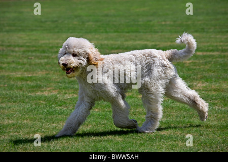 Pudel (Canis Lupus Familiaris) im Garten Stockfoto