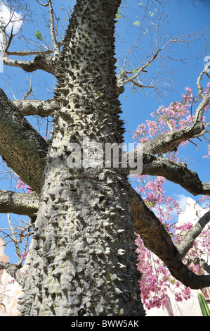 Die Zahnseide Silk Baum Baum Ceiba speciosa Stockfoto