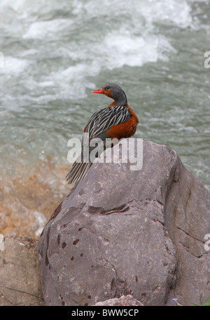 Torrent Ente (Merganetta Armata Berlepschi) erwachsenes Weibchen, auf Felsen neben Stromschnellen, Jujuy, Argentinien, Januar Stockfoto