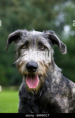 Irischer Wolfshund (Canis Lupus Familiaris) hautnah im Garten Stockfoto