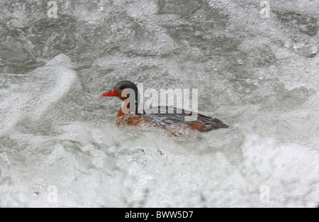 Torrent Ente (Merganetta Armata Berlepschi) Erwachsenfrau, Schwimmen im Fluss Stromschnellen, Jujuy, Argentinien, Januar Stockfoto