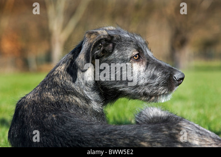 Irischer Wolfshund (Canis Lupus Familiaris) hautnah im Garten Stockfoto
