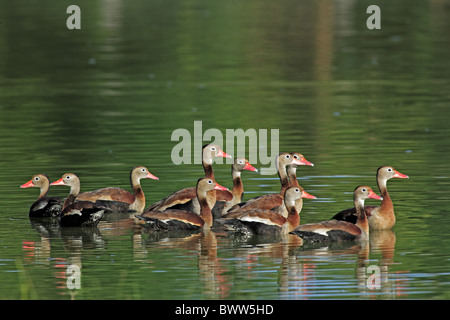 Rot-billed Pfeifen-Ente (Dendrocygna Autumnalis) strömen, in Wasser, Pantanal, Mato Grosso, Brasilien Stockfoto