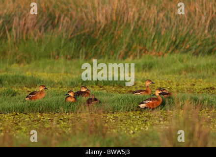 Wandernde Pfeifen-Ente (Dendrocygna Arcuata) Herde, Ausruhen im Sumpf Lebensraum, Sabah, Borneo, Malaysia, Januar Stockfoto