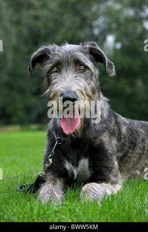 Irischer Wolfshund (Canis Lupus Familiaris) hautnah im Garten Stockfoto