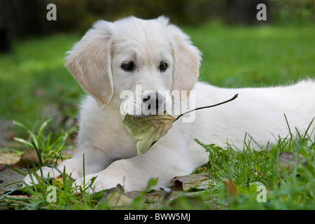 Golden Retriever (Canis Lupus Familiaris) Welpen mit Blatt im Garten spielen Stockfoto