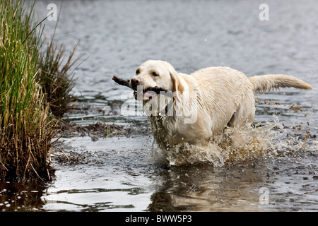 Golden Retriever (Canis Lupus Familiaris) Stick aus Teich holen Stockfoto