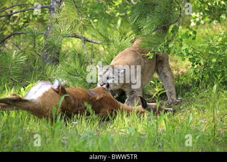 Pumas Junge Beute Pumas Junge Beute
