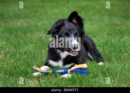 Border Collie (Canis Lupus Familiaris) mit Spielzeug im Garten Stockfoto