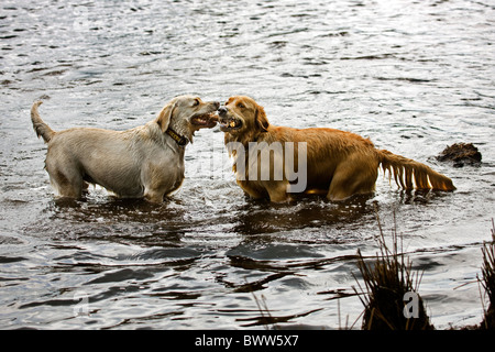 Zwei Golden Retriever (Canis Lupus Familiaris) spielen mit Stock im Teich Stockfoto
