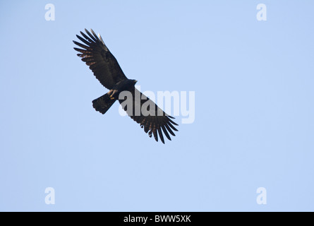 Black Eagle (Ictinaetus Malayensis) Erwachsenen, während des Fluges, Nepal, Januar Stockfoto