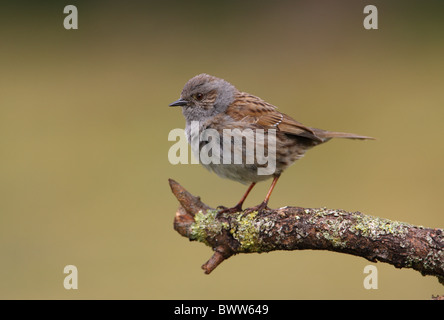 Heckenbraunelle (Prunella Modularis) Männchen, thront auf Zweig, Norfolk, England, april Stockfoto