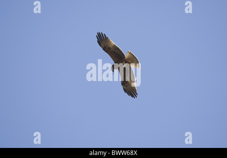 Gestarteten (Hieraaetus Pennatus) Erwachsene, dunklen Adlerform, während des Fluges, ernähren sich von kleinen Vogel Beute, Spanien Stockfoto