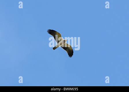 Zwergadler (Hieraaetus Pennatus) unreif, während des Fluges, Marokko, april Stockfoto