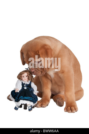 Kleiner Welpe und eine Puppe Stockfoto