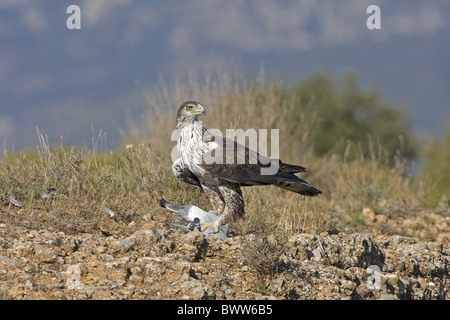 Bonelli Adler (Aquila Fasciata) Erwachsenfrau, Fütterung auf Felsentaube (Columba Livia) Beute, Aragon, Spanien, november Stockfoto