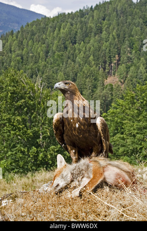 Steinadler (Aquila Chrysaetos) Erwachsenen, mit roter Fuchs (Vulpes Vulpes) töten, Österreich Stockfoto