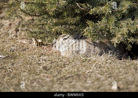 Die Nuttall Cottontail Sylvilagus Nuttallii Erwachsener Stockfoto