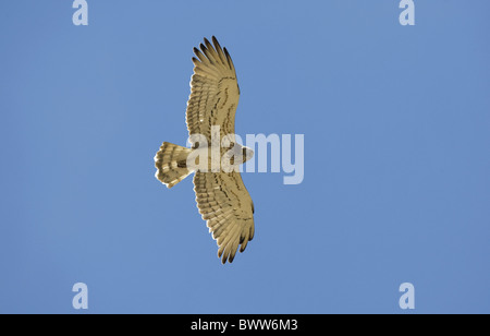 Schlangenadler (Circaetus Gallicus) Eagle Erwachsenen während des Fluges, Spanien Stockfoto