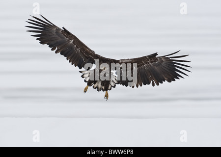 Weiß-angebundene Adler Haliaeetus Horste Stockfoto