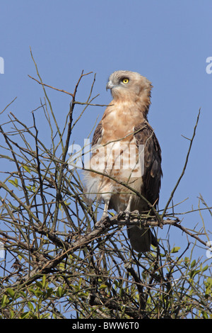 Schwarz-chested Schlange-Adler (Circaetus Pectoralis) Juvenile, thront in Baum, Masai Mara, Kenia Stockfoto