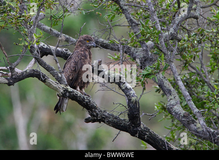 Braune Schlange-Adler (Circaetus Cinereus) Erwachsenen, thront in Baum, Mwaluganje Elephant Reserve, Kenia, november Stockfoto