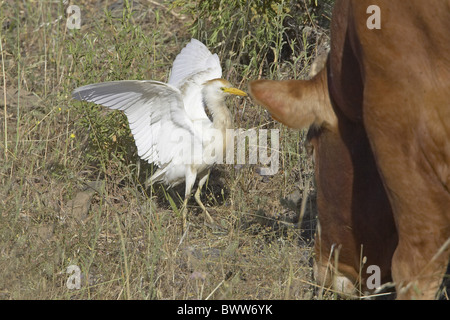 Kuhreiher (Bubulcus Ibis) Erwachsenen, Futtersuche neben inländischen Weidevieh, Spanien Stockfoto