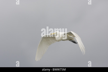 Fortgeschrittene Egret (Mesophoyx Intermedia) Erwachsenen, nicht-Zucht Gefieder, während des Fluges, Senegal Stockfoto