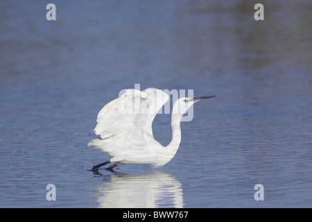 Kleine Silberreiher (Egretta Garzetta) Erwachsener, stehend im Wasser, Aggression, ein weiterer Silberreiher, England anzeigen Stockfoto