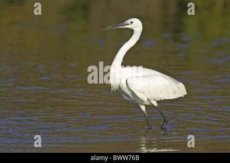 Kleine Silberreiher (Egretta Garzetta) Erwachsenen, waten im Wasser, England Stockfoto