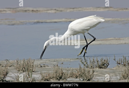 Kleine Silberreiher (Egretta Garzetta) Erwachsenen, Fütterung im flachen Wasser, Zypern Stockfoto