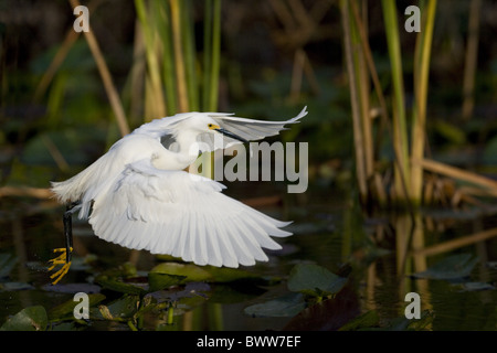 Snowy Egret (Egretta thula) adult, in flight, with fish in beak, Everglades N.P., Florida, U.S.A. Stockfoto