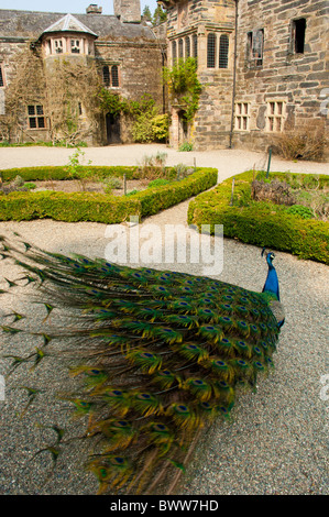 Pfau auf dem Gelände des Gwydir Schloss, eine mittelalterliche Herrenhaus nr Romanum Nord-Wales Stockfoto