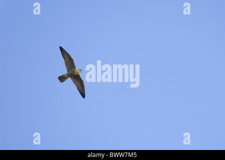 Unreife weibliche Wanderfalken (Falco Peregrinus), im Flug, Norfolk, England, winter Stockfoto