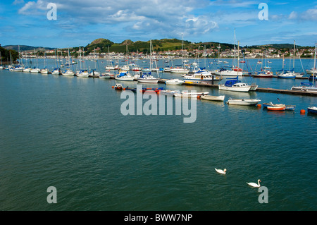 Schwäne, Yachten und Boote in Conwy Hafen, Conwy, Nordwales Stockfoto