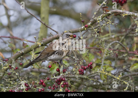 Wacholderdrossel (Turdus Pilaris) Männchen, Fütterung auf Weißdornbeeren, England, november Stockfoto