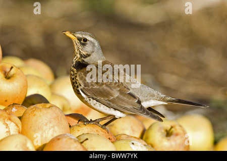 Wacholderdrossel (Turdus Pilaris) Erwachsenen, Fütterung auf Äpfel, Sussex, England Stockfoto