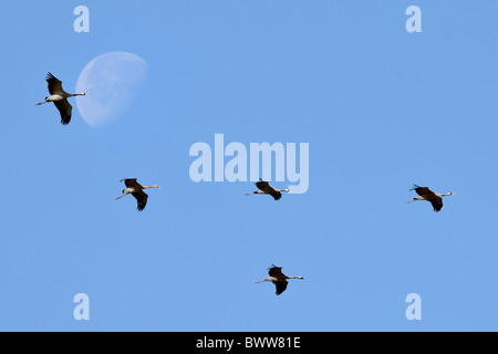 Fünf gemeinsame / eurasischen Kraniche (Grus Grus) Einstellung Mond nach Sonnenaufgang, während Herbst Völkerwanderung vorbeifliegen. Stockfoto