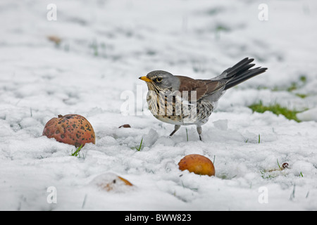 Wacholderdrossel (Turdus Pilaris) Erwachsenen, Fütterung auf Äpfel im Schnee bedeckt, Garten, Warwickshire, England, winter Stockfoto