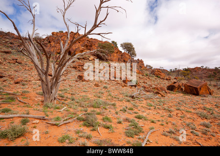 Toten Baum, rote Erde, Felsen rot im Mutawintji National Park, New-South.Wales Stockfoto