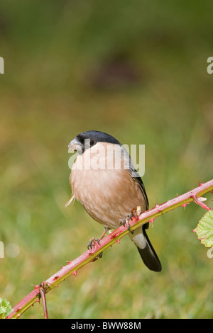 Erwachsenes Weibchen das Eurasische Gimpel (Pyrrhula Pyrrhula), gehockt Bramble Stamm, Suffolk, England, Januar Stockfoto