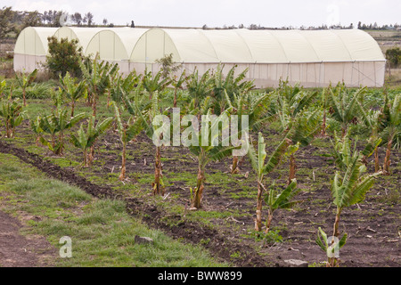 Bananen-Plantage, Maji Mazuri Zentrum, Nairobi, Kenia Stockfoto