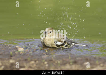 Erwachsenes Weibchen Buchfinken (Fringilla Coelebs), Baden im Gartenteich, Warwickshire, England, Frühling Stockfoto