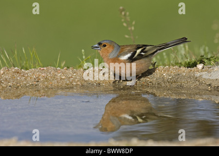 Buchfinken (Fringilla Coelebs) Männchen, trinken, stehen am Rand des Pools, Spanien Stockfoto