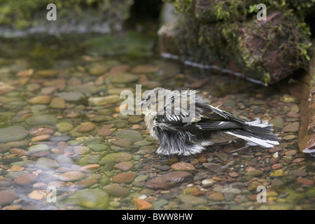 Erwachsenes Weibchen Buchfinken (Fringilla Coelebs), Baden im Gartenpool, innen, Berwickshire, Schottland, Sommer Stockfoto