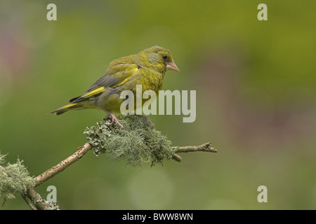 Grünfink (Zuchtjahr Chloris) erwachsenen männlichen, thront auf Flechten bedeckt Zweig, Grenzen, Schottland, Sommer Stockfoto