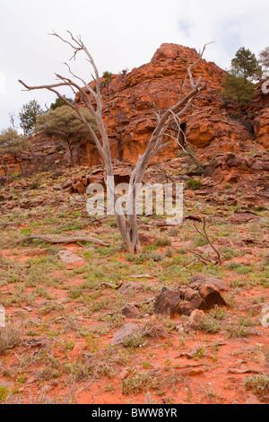 Toten Baum und rote Erde im Byngnano Bereich im Mutawintji National Park Stockfoto