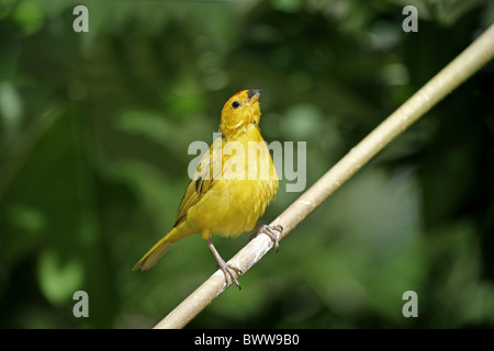 Safranreis Finch (Sicalis Flaveola) Männchen, thront auf Stamm, Grand Cayman, Cayman-Inseln Stockfoto